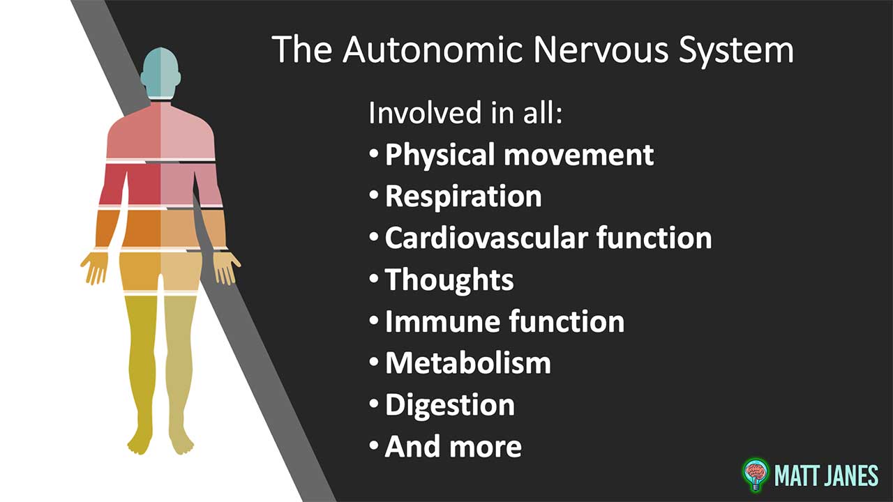 role of the autonomic nervous system